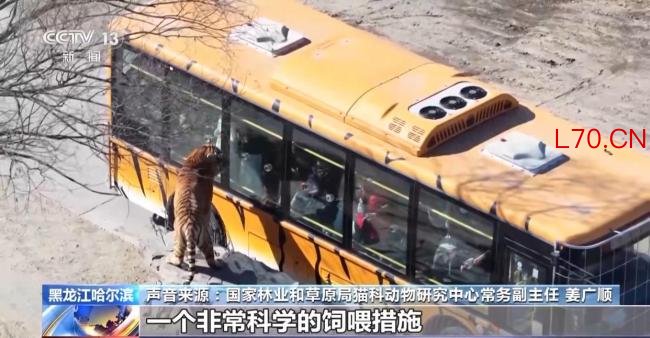 断食对老虎有影响吗 科学饲养保持野性