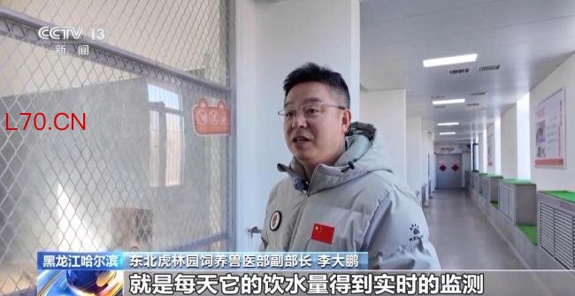 断食对老虎有影响吗 科学饲养保持野性