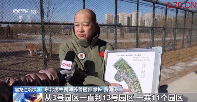 断食对老虎有影响吗