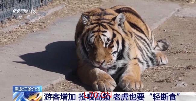 断食对老虎有影响吗 科学饲养保持野性