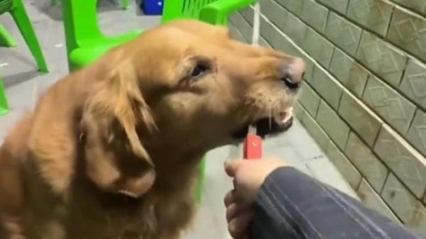 宠物用餐馆餐具谁来负责谁来执法 责任逆向转嫁引关注