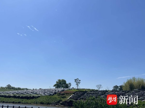 抹茶开始采摘制作啦！记者探访：茶树上为啥要盖黑布？